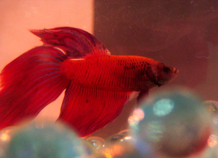 fish