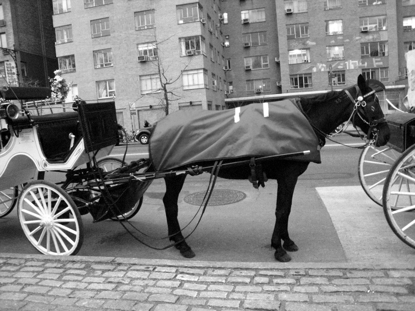 horse