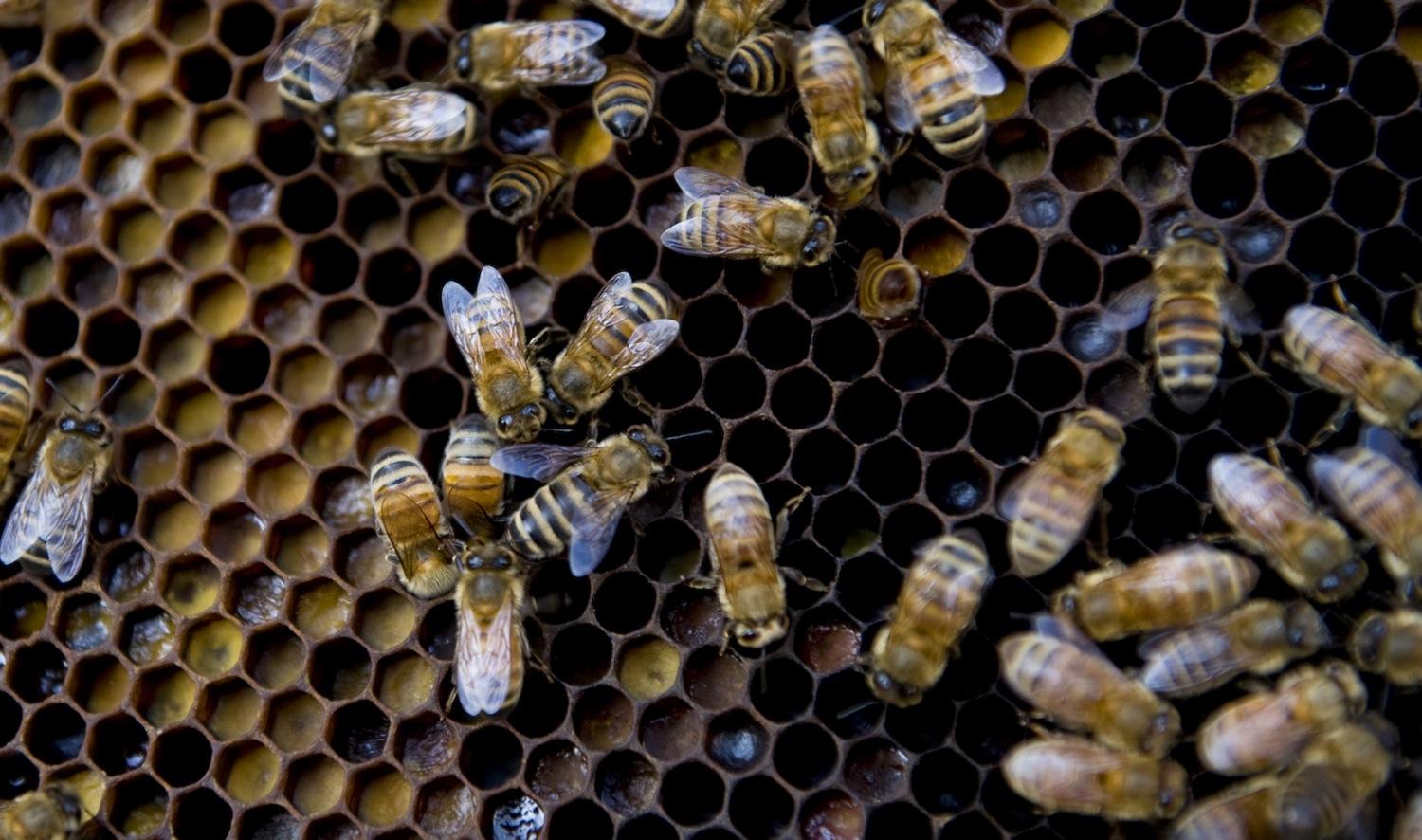 Bee Keeping