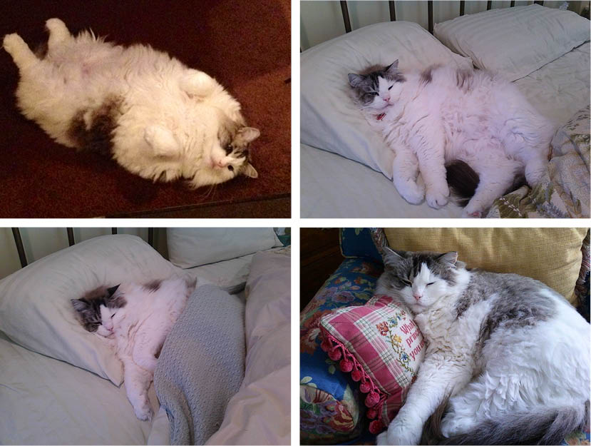 Cats