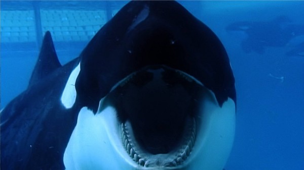 (Courtesy Blackfish Movie/Dogwoof Documentary Films)